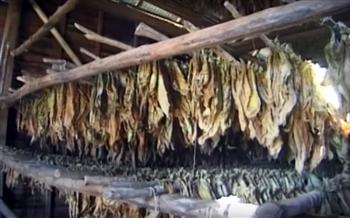 Tại sao cigar Cuba đắt đỏ? Bài 1: Kỳ công trồng và hái thuốc