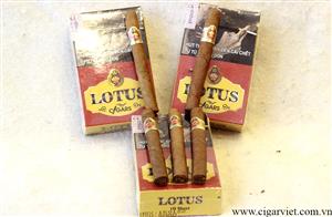 CIGAR VIET chuyên bán buôn các loại xì gà Lotus 10 short hộp vàng và bán lẻ tại Hà Nội